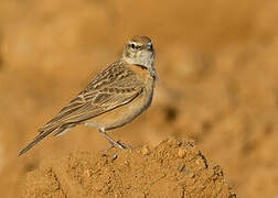 Blanford's Lark