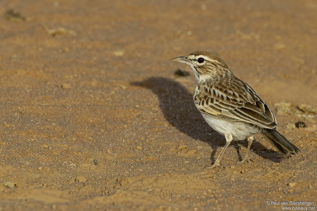 Alouette de Gillettadulte