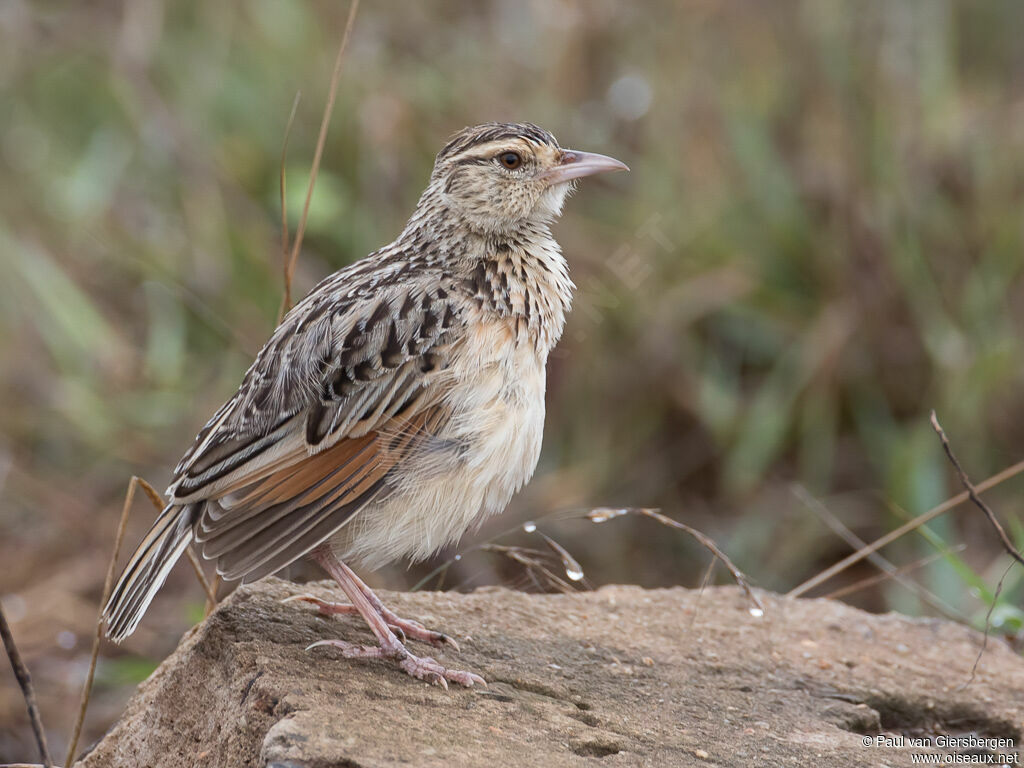 Sentinel Larkadult, identification