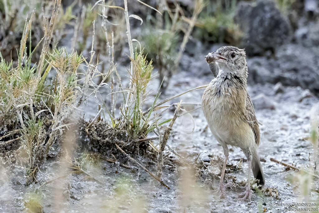 Eastern Clapper Larkadult