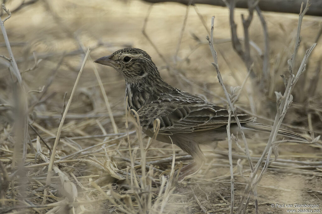 Horsfield's Bush Larkadult, identification