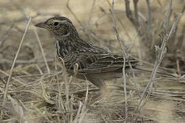 Horsfield's Bush Lark