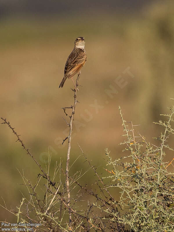 Singing Bush Larkadult, habitat, pigmentation, Behaviour