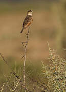 Singing Bush Lark