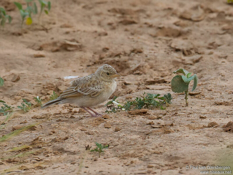 Singing Bush Larkjuvenile, identification