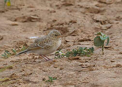 Horsfield's Bush Lark