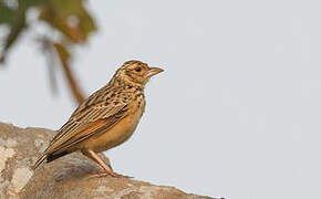 Jerdon's Bush Lark