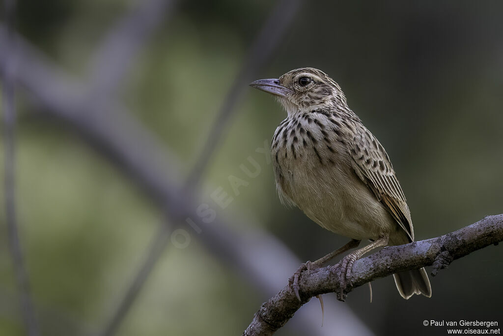 Jerdon's Bush Larkadult