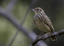 Jerdon's Bush Lark