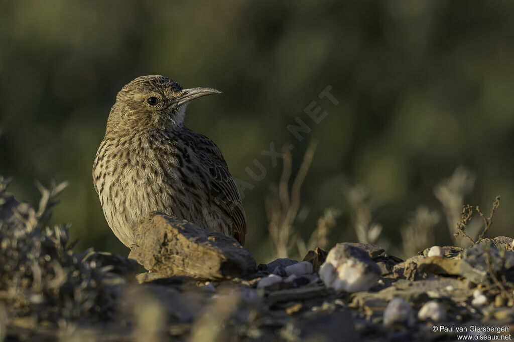 Agulhas Long-billed Larkadult