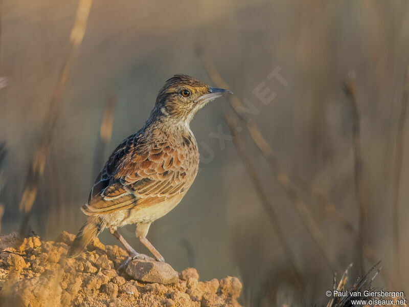 Angola Larkadult