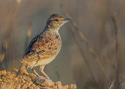 Angolan Lark