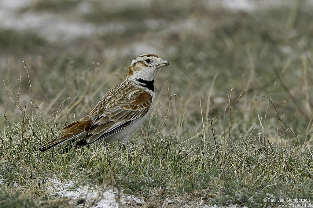 Mongolian Larkadult