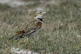 Mongolian Lark