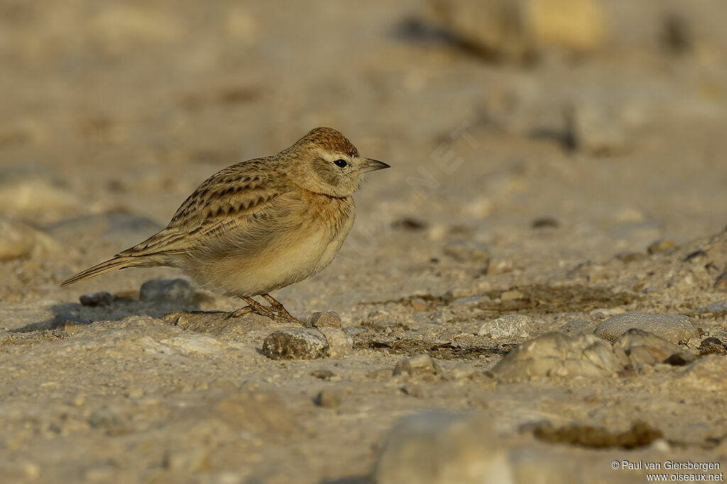 Rufous-capped Lark