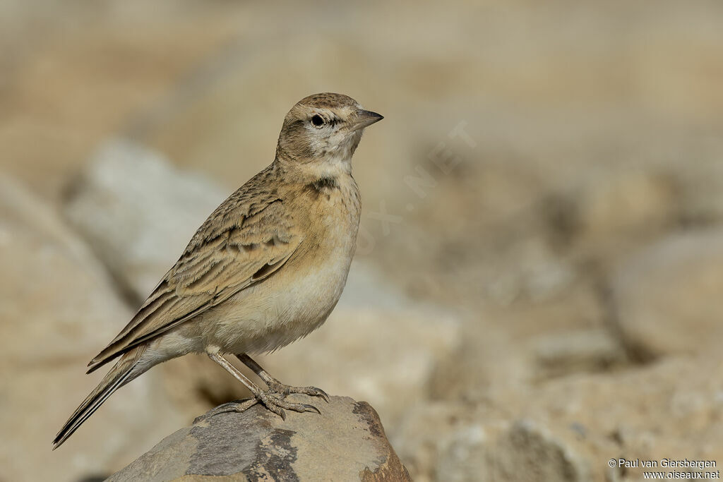 Rufous-capped Lark