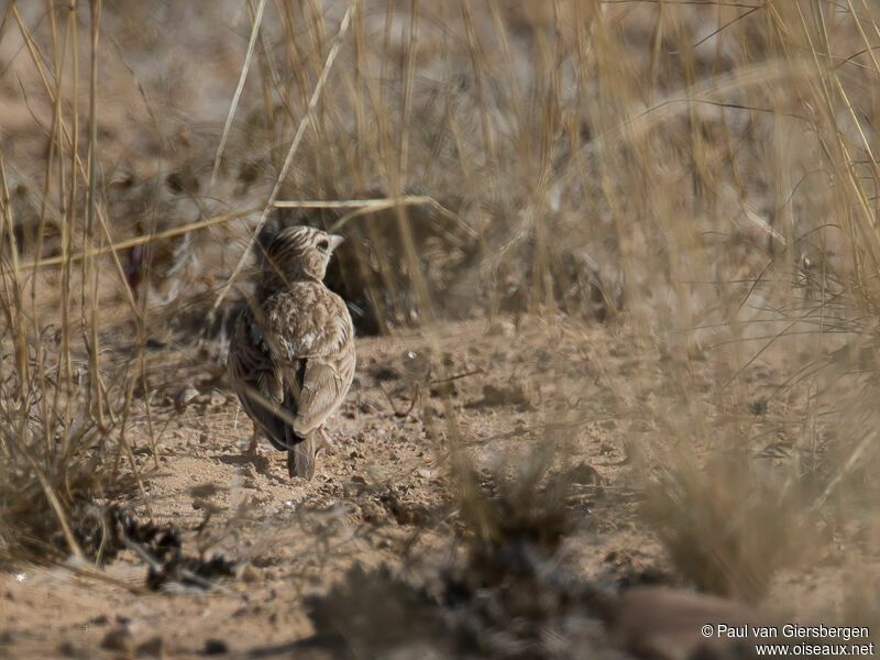 Stark's Lark