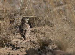 Stark's Lark