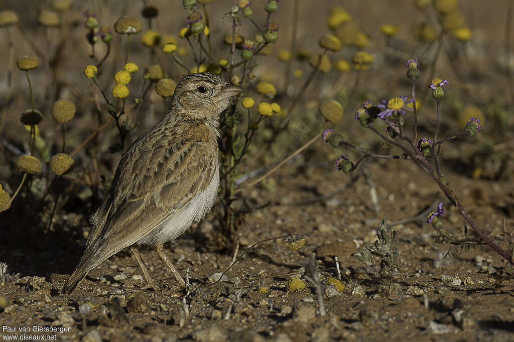 Stark's Larkadult