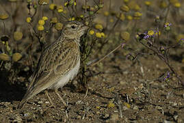 Stark's Lark