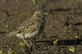 Stark's Lark