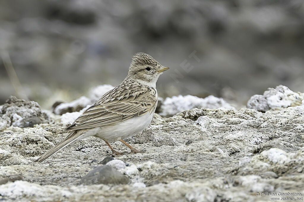 Asian Short-toed Larkadult