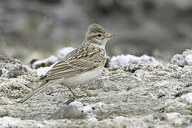 Asian Short-toed Lark