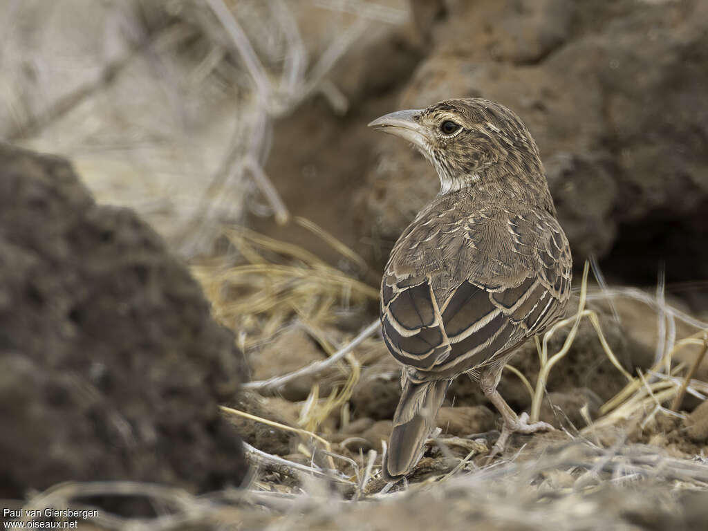 Williams's Larkadult, aspect, pigmentation