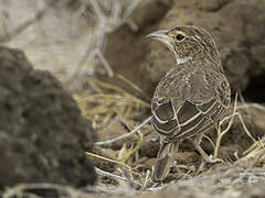 Williams's Lark