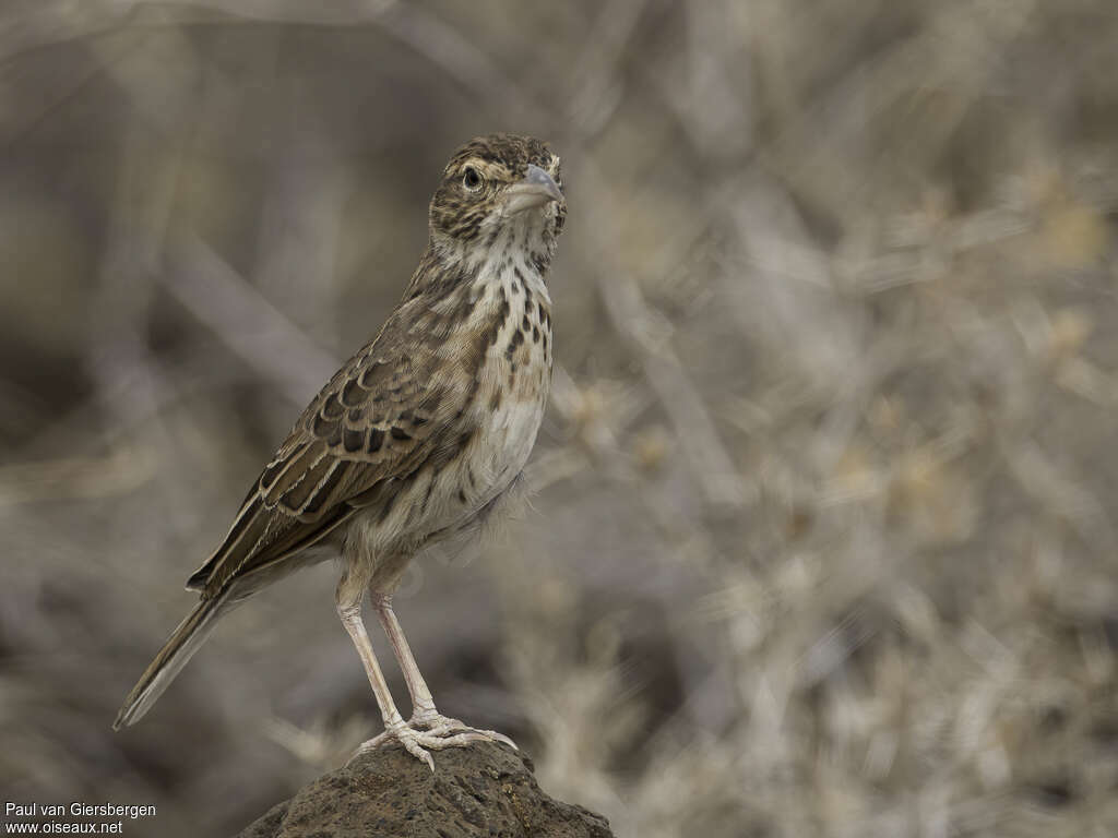 Williams's Larkadult, identification