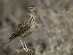 Williams's Lark