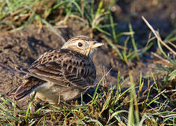 Eurasian Skylark