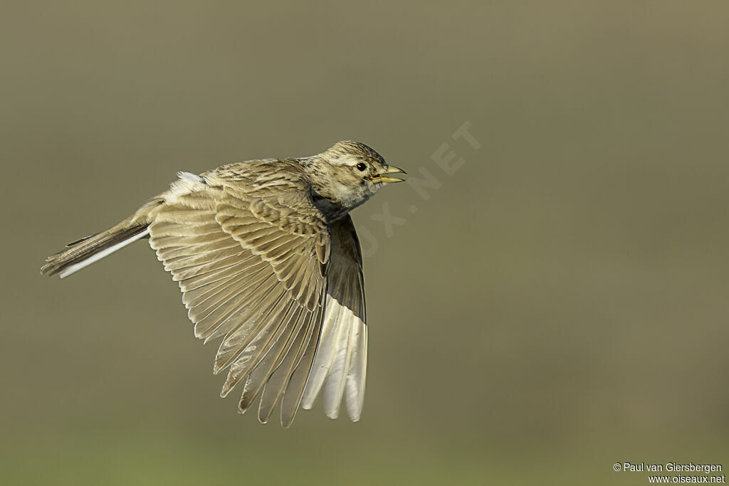 Eurasian Skylarkadult