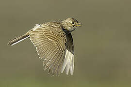 Eurasian Skylark