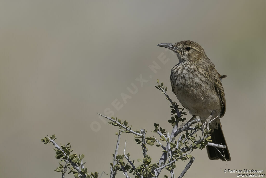 Karoo Long-billed Larkadult