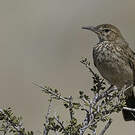 Alouette du Namaland