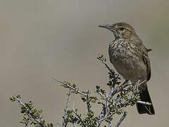 Karoo Long-billed Lark