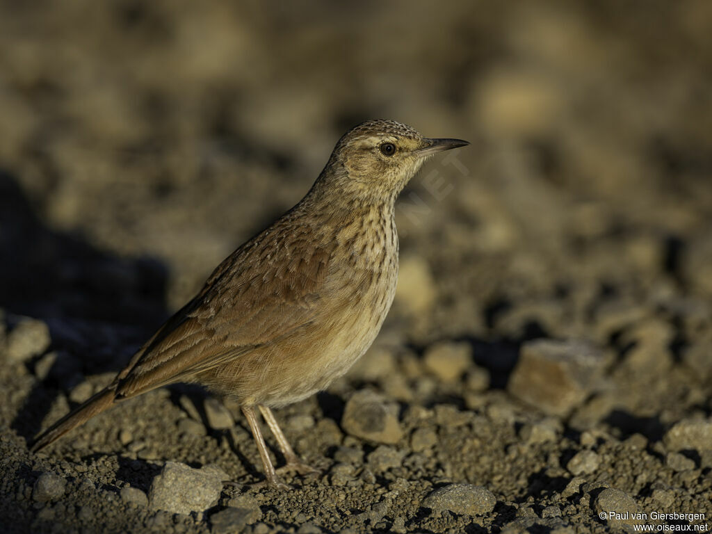 Eastern Long-billed Larkadult