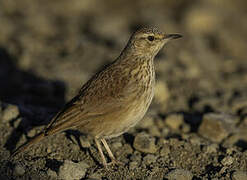 Eastern Long-billed Lark