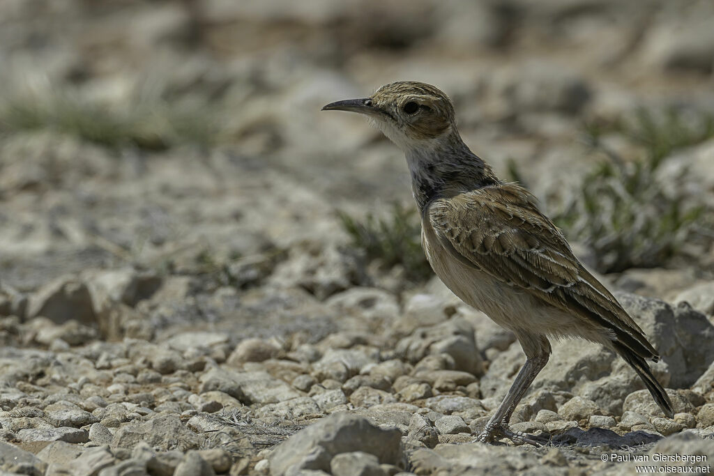 Spike-heeled Larkadult