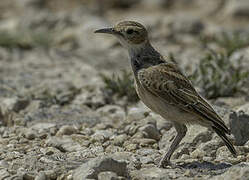 Spike-heeled Lark