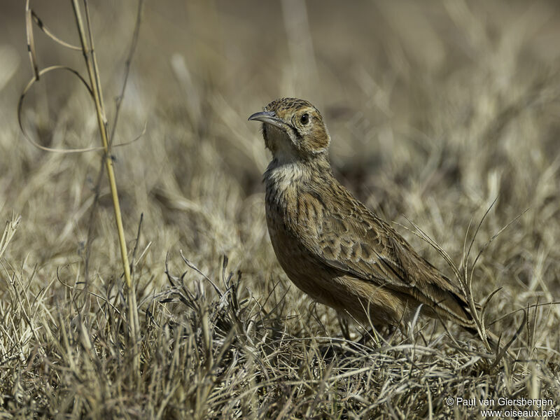 Spike-heeled Larkadult