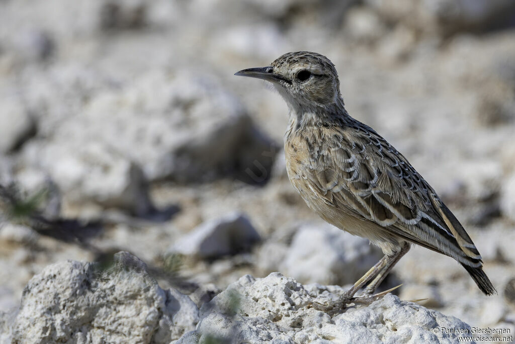 Spike-heeled Lark