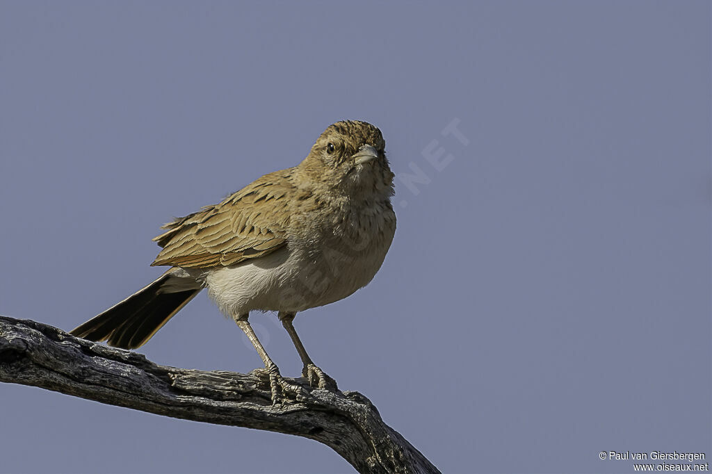 Fawn-colored Larkadult