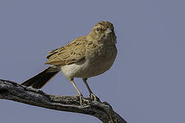 Fawn-colored Lark