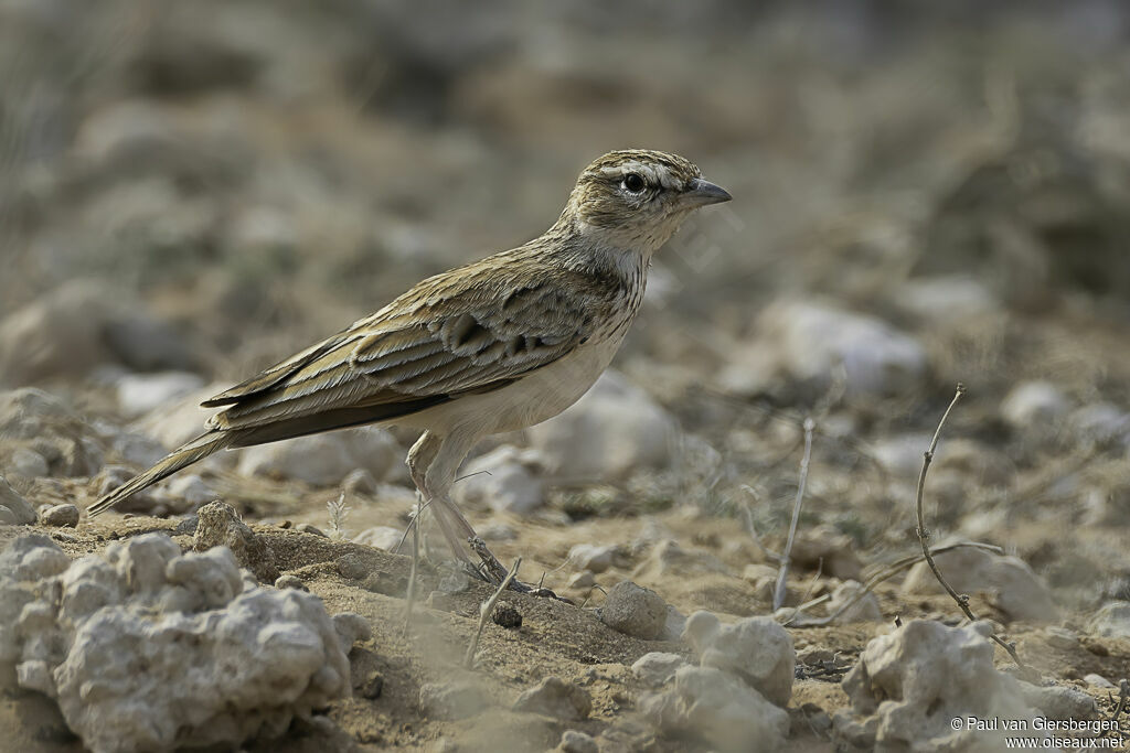 Fawn-colored Larkadult