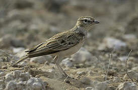 Fawn-colored Lark