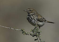 Red Lark