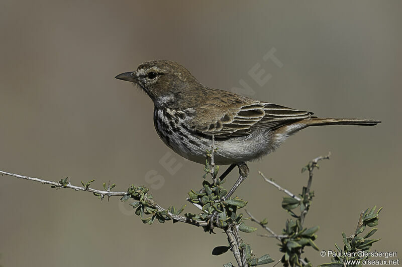 Red Larkadult