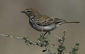 Red Lark